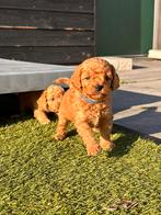 Prachtige mini doodle / mini labradoodle pup reu te koop!, Dieren en Toebehoren, Honden | Chihuahua's en Gezelschapshonden, Overige rassen