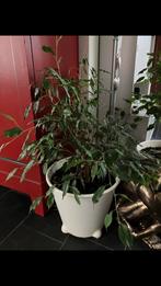 Grote Ficus., Ophalen, Ficus, Halfschaduw, Minder dan 100 cm
