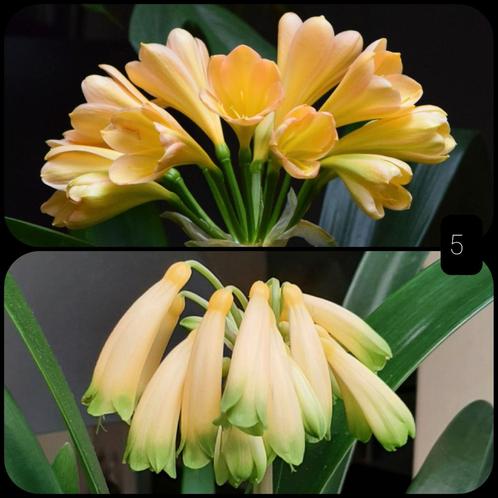 Clivia kruising: Yellow Peach x Gardinii Yellow/green, Huis en Inrichting, Kamerplanten, Overige soorten, Minder dan 100 cm, Bloeiende kamerplant