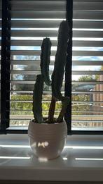 Cereus cactus in pot, Huis en Inrichting, Ophalen, Minder dan 100 cm, In pot, Cactus