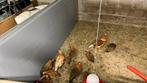 Leg hennen te koop, Dieren en Toebehoren, Pluimvee, Vrouwelijk, Kip