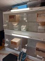 Te koop 2x dubbele broedkooi 80x40x35, Dieren en Toebehoren, Ophalen, Gebruikt, Hout, Broedkooi of Kweekkooi