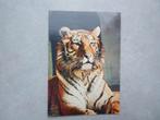 Amsterdam, Artis, Bengaalse tijger 1974, Verzenden, 1960 tot 1980, Gelopen, Gelderland