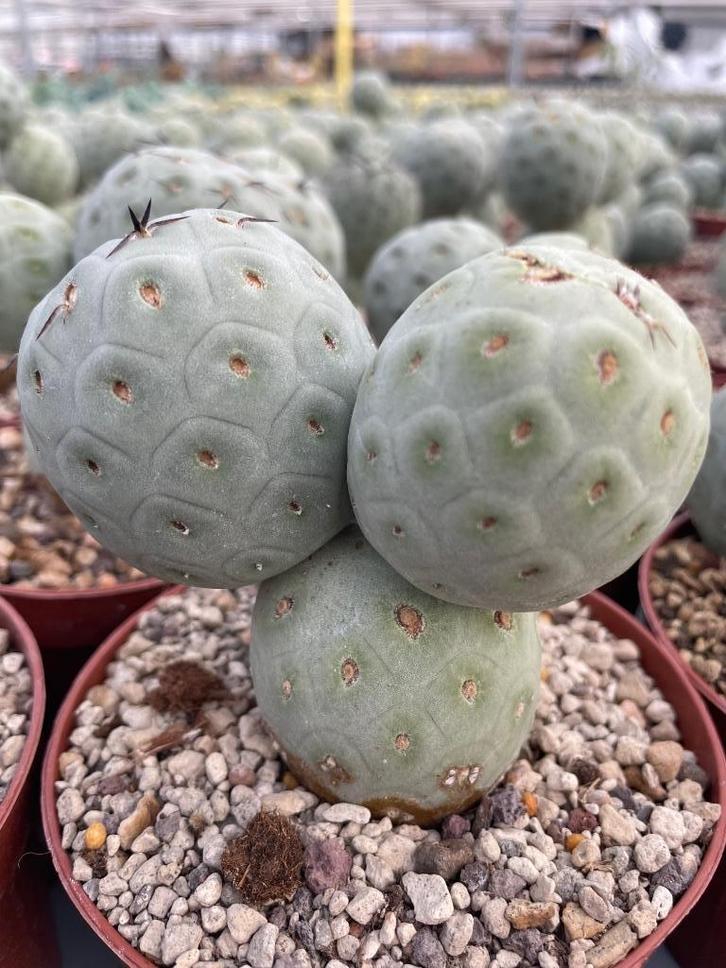 Cactus Tephrocactus Geometricus uit Argentinie potmaat 13cm, Huis en Inrichting, Kamerplanten, Cactus, Minder dan 100 cm, Bloeiende kamerplant