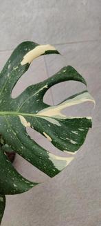 Monstera thai constellation, Ophalen, Overige soorten, Halfschaduw, In pot
