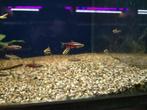 Nannostomus rubrocaudatus - Aquariumcentrum Helmond, Vis, Zoetwatervis