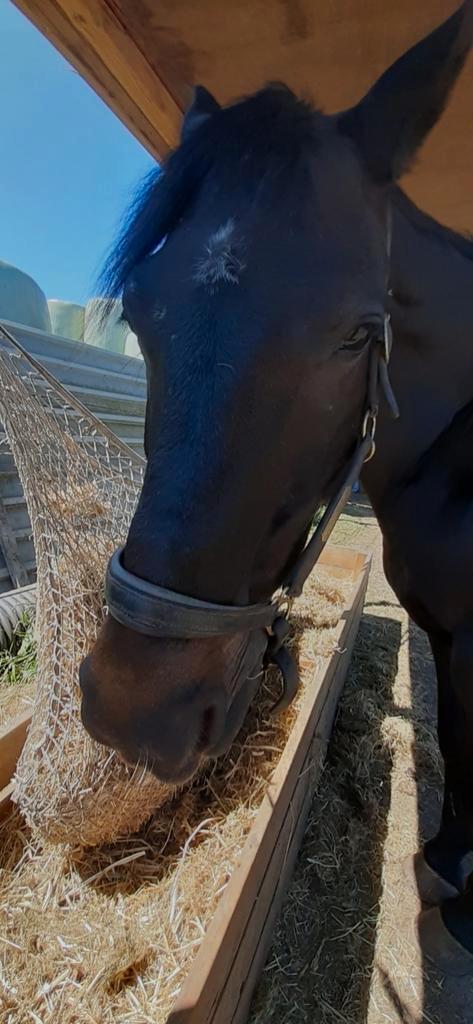 Bij baantje gezocht met paarden, Dieren en Toebehoren, Paarden en Pony's | Verzorgingsproducten, Ophalen
