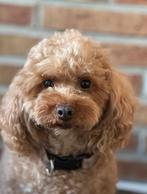 Toy poedel pups, Dieren en Toebehoren, Honden | Chihuahua's en Gezelschapshonden, Poedel, CDV (hondenziekte), 8 tot 15 weken, Meerdere