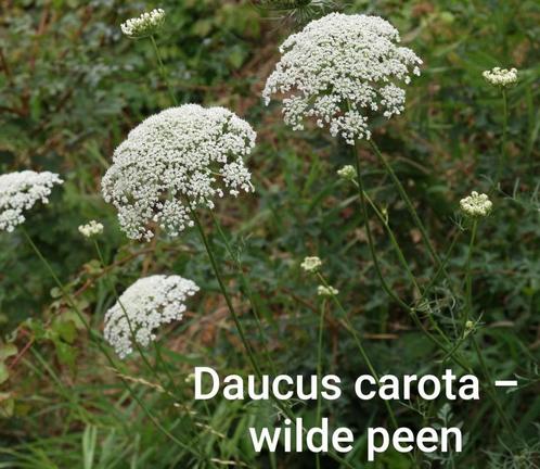 Zaden van verschillende bloemen planten ~Lijst 2~, Tuin en Terras, Bloembollen en Zaden, Zaad, Verzenden