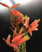 BIO kamerplanten stekjes gezond biologisch bloesem diverse, Overige soorten, In pot, Minder dan 100 cm, Bloeiende kamerplant