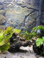 Guppy's mannen/vrouwen/kleintjes, Dieren en Toebehoren, Vissen | Aquariumvissen, Vis, Zoetwatervis