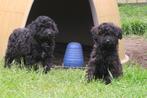 Dwerg Poedel x Kleine Doodle pups, Dieren en Toebehoren, CDV (hondenziekte), Meerdere, 8 tot 15 weken, Meerdere dieren