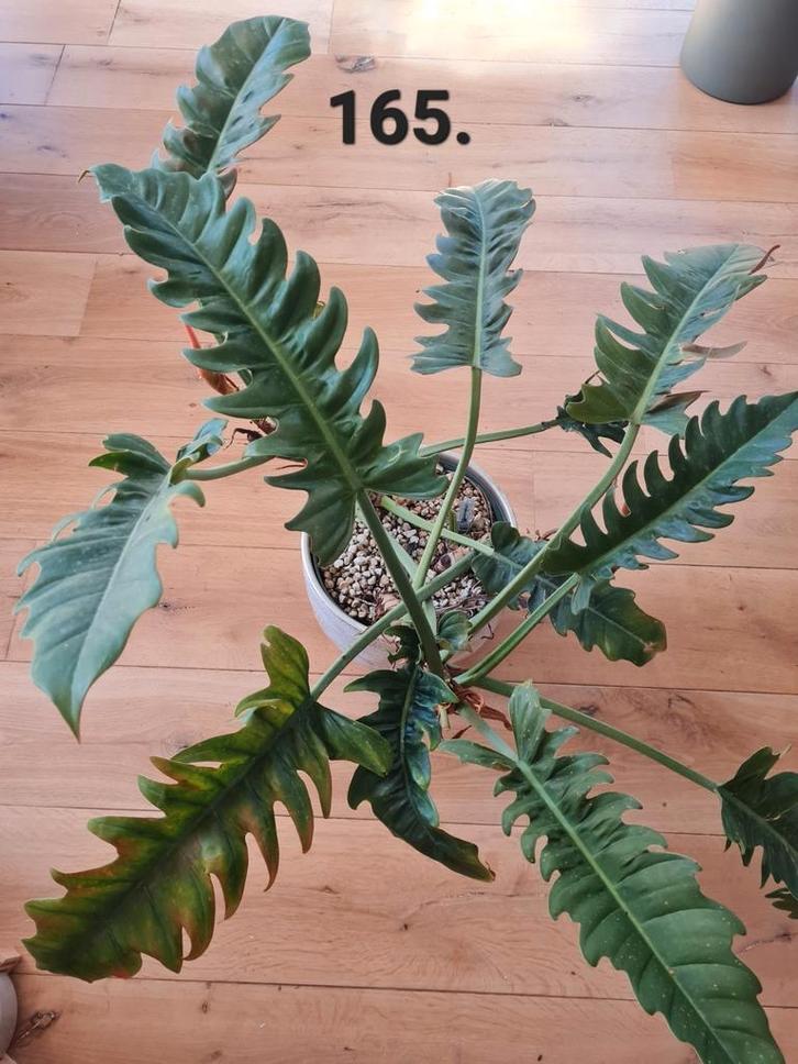 Philodendron narrow op hydrocultuur, Huis en Inrichting, Kamerplanten, Overige soorten, Minder dan 100 cm, Ophalen