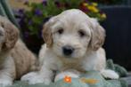 Mooie kruising tibetaanse terrier - labradoodle pups, medium, Nederland, Overige rassen, 8 tot 15 weken, CDV (hondenziekte)