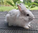 Nestje handtamme dwerg konijnen, Dieren en Toebehoren, Konijnen, Mannelijk, Dwerg