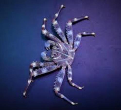 Percnon Gibbesi / Gibbesi krab, Dieren en Toebehoren, Vissen | Aquariumvissen, Zoutwatervis, Kreeft, Krab of Garnaal