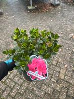 Laagblijvende Rhododendron Obtusum Rosa, Tuin en Terras, Planten | Tuinplanten, Vaste plant, Halfschaduw, Lente, Ophalen
