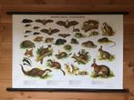 Schoolplaat poster “ Nederlandse Zoogdieren “, Ophalen of Verzenden, Natuur en Biologie