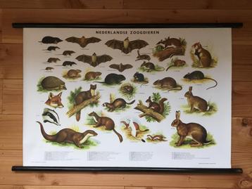 Schoolplaat poster “ Nederlandse Zoogdieren “ beschikbaar voor biedingen