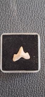 Fossiele haaientand - Cretalamna appendiculata, Ophalen of Verzenden, Gebruikt, Dier of Natuur