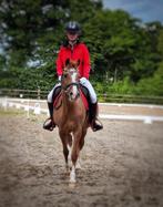 Super brave D pony te koop., Merrie
