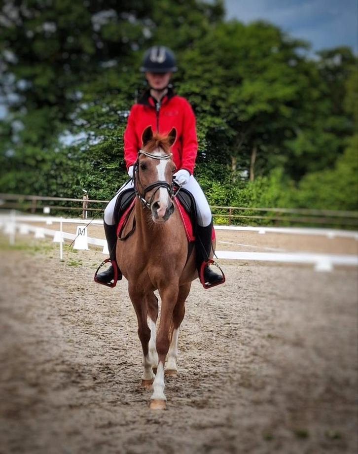 Super brave D pony te koop., Dieren en Toebehoren, Paarden, Merrie