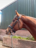 Harry's Horse Hoofdstel Full met nieuwe teugels, Dieren en Toebehoren, Paarden en Pony's | Hoofdstellen en Tuigage, Ophalen of Verzenden