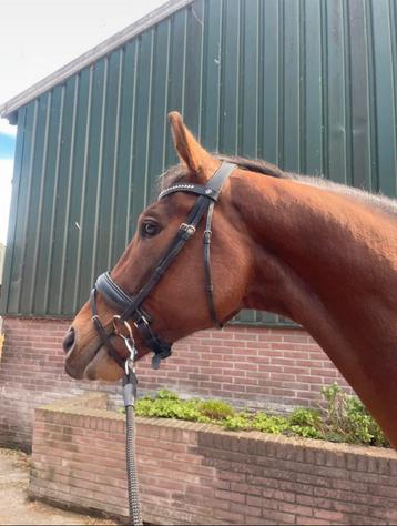 Harry's Horse Hoofdstel Full met nieuwe teugels beschikbaar voor biedingen