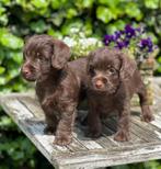 Choco kleurige Jackapoo pups, Particulier, Rabiës (hondsdolheid), 8 tot 15 weken, Meerdere dieren