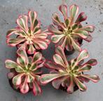 Aeonium Lina, Vetplant, Ophalen of Verzenden, Minder dan 100 cm, Volle zon