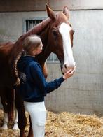 Verzorg pony gezocht! (Omgeving Langedijk/Heerhugowaard), Dieren en Toebehoren, Paarden en Pony's | Verzorgingsproducten, Ophalen of Verzenden