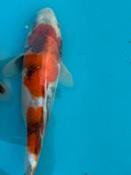 Showa, japanse koi, Dieren en Toebehoren, Karper of Koi