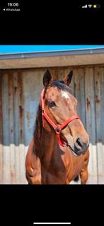 Lief paard te koop, Dieren en Toebehoren, Merrie, 160 tot 165 cm, Recreatiepaard, 11 jaar of ouder