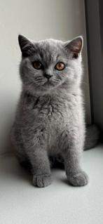 Schitterende Brits korthaar kittens met Stamboom. Britse, Dieren en Toebehoren, Katten en Kittens | Raskatten | Korthaar, Meerdere dieren