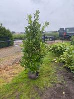 Rotunfolia laurier !, Tuin en Terras, Haag, Laurier, Ophalen of Verzenden, 100 tot 250 cm