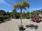 Wisteria sinensis dakboom (Blauwe regen) parasol te koop!!, Tuin en Terras, Planten | Bomen, Ophalen of Verzenden, Dakboom, 250 tot 400 cm