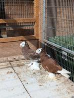 Jonge trommelduiven, Dieren en Toebehoren, Vogels | Duiven, Meerdere dieren