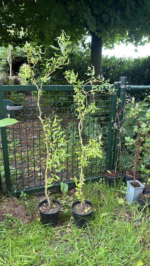 Krulwilg- salie babylonica tortuosa, Tuin en Terras, Planten | Bomen, Overige soorten, Volle zon, Ophalen