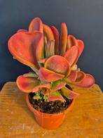 Kalanchoe Oricula p17 (1), Ophalen of Verzenden, Halfschaduw, Minder dan 100 cm