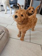 Australian doodle X Goldendoodle nog 1 REUTJE BESCHIKBAAR!!, Dieren en Toebehoren, Honden | Niet-rashonden, CDV (hondenziekte)
