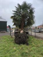 Trachycarpus fortunei (Chinese henneppalm), Tuin en Terras, 250 tot 400 cm, Zomer, Palmboom, Ophalen