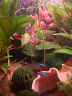 Tetra’s, Dieren en Toebehoren, Ophalen