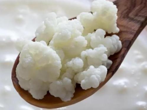 VERSE BIOLOGISCHE KEFIR CULTUREN, Diversen, Levensmiddelen, Ophalen