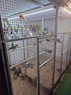 Gezocht tropen, Dieren en Toebehoren, Meerdere dieren