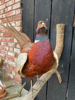Fazant, bosfazant, opgezet, preparaat, taxidermie, Ophalen of Verzenden, Gebruikt, Vogel, Opgezet dier