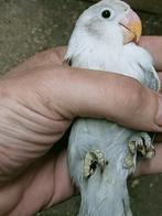 Prachtige piep jonge agapornis fisheri opaline euwing grijs, Meerdere dieren, Dwergpapegaai of Agapornis, Geringd
