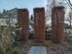 Drie gezonde zuilbeuken te koop, Tuin en Terras, Planten | Bomen, Ophalen, Zuilboom, 250 tot 400 cm