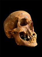Gezocht mensenschedels cranium skull mensen schedel., Ophalen
