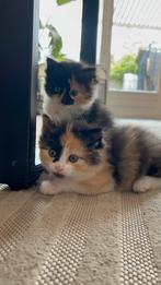 Kittens te koop, Dieren en Toebehoren, Poes