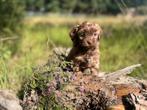 Hele kleine maltipoo teefjes 🩷🐶, Dieren en Toebehoren, Honden | Chihuahua's en Gezelschapshonden, Poedel, CDV (hondenziekte)